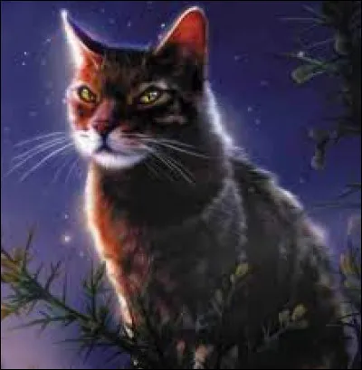 Quel est ton cycle préféré ?