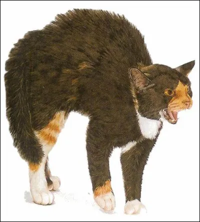 Lors d'une patrouille, tu croises un chat ennemi sur ton territoire.