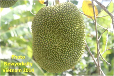 Quel est ce fruit en J du jacquier, le plus gros fruit du monde à peau coriace et a chair acidulée ?