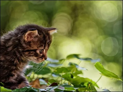 Tu as des petits. Malheureusement, ils naissent durant l'hiver : leurs chances de survie sont faibles.