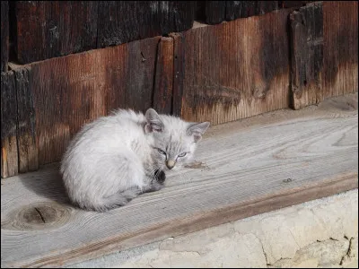 Tu as trois petits : l'un dor&eacute;, l'autre gris et le dernier bicolore. Tu les appelles...