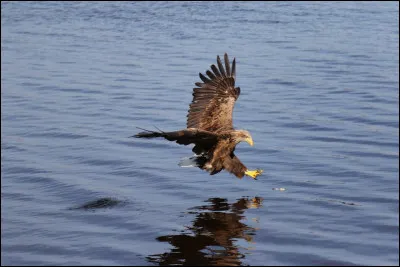 Tu te balades &agrave; la recherche de souris avec ton apprenti, Nuage de Bourgeon, quand un aigle s'empare de lui.