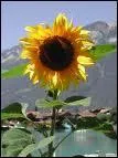 Quelle est cette fleur appele aussi 'soleil' ?