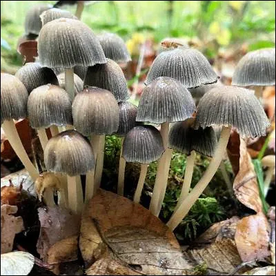 Quel type d�organisme r&eacute;sulte de la symbiose d�un champignon et de cellules microscopiques poss&eacute;dant de la chlorophylle ?