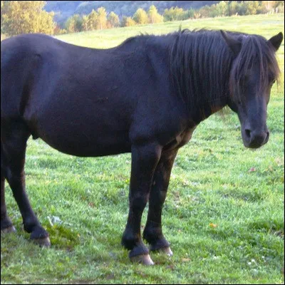 Quelle race de poney est originaire du Pays basque ?