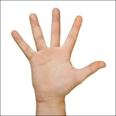 Combien avons-nous de doigts (mains) ?