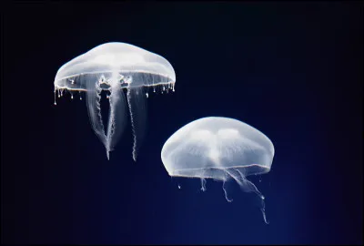 Le nom de l'animal aquatique est-il à rapprocher de la Gorgone ?