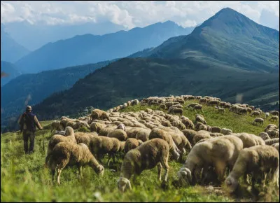 Complétez les paroles de cette chanson de Noël : 
"Sait enfant, doux agneau !
Qu'il est grand, qu'il est beau !
Entendez résonner les pipeaux
...