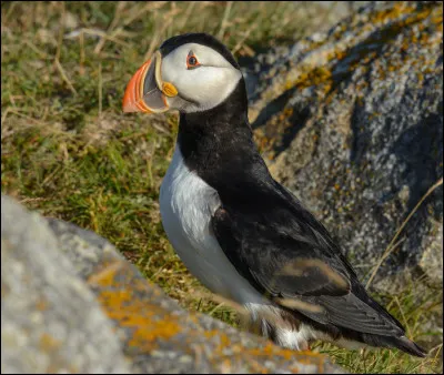 Lequel de ces oiseaux est un oiseau marin noir et blanc au bec multicolore ?