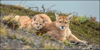 Et si vous voulez voir et admirer cet animal mythique, parcourez le "circuit américain" situé dans le département de Seine-et-Marne.