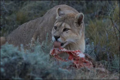 Quelle peut être la durée de vie de ce félin en milieu naturel ?
