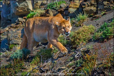 À combien s'élève le poids de l'adulte, en moyenne bien sûr ?