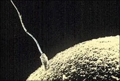 Qui a découvert les spermatozoïdes en 1678 ?