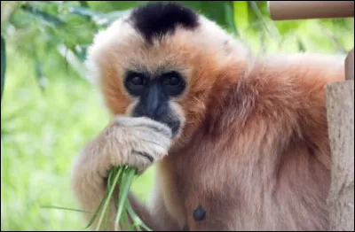 Quel est le quatri&egrave;me animal le plus rare du monde ?