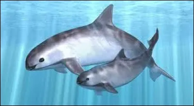 Maintenant le top 3 ! Quel est le troisi&egrave;me animal le plus rare du monde ?