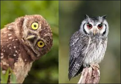 Qu'est-ce qui différencie un hibou d'une chouette ?
