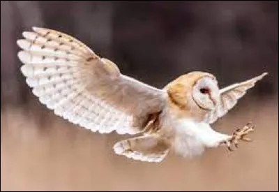 La chouette est très silencieuse lorsqu'elle vole.