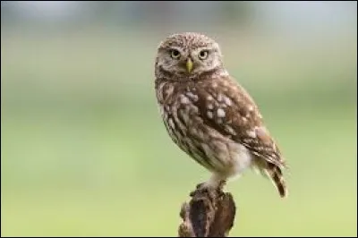 Quelle prestigieuse école française possède la chouette comme symbole ?