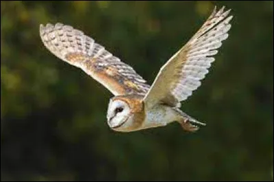 Quelle est cette chouette ?