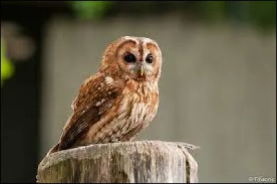 Où la chouette hulotte fait-elle généralement son nid ?