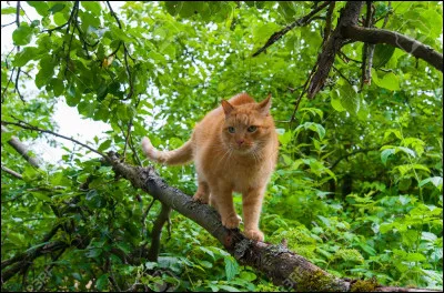 Le chef du clan est en danger...