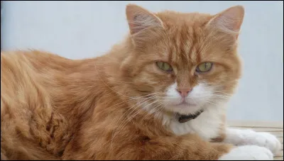 Ton apprenti s'est échappé...