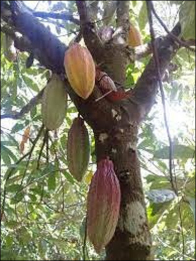 Nature : 
Le cacaoyer est un arbre à feuilles persistantes. Il donne des fruits à partir de 3 ans, atteignant son rendement total entre 6 et 7 ans. Quelle est, environ, sa hauteur ?