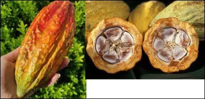 Nature : 
Son fruit est la cabosse dont on extrait une sorte de grosse baie allongée que l'on fait fermenter puis torréfier pour obtenir le cacao. Comme appelle-t-on sa graine ?