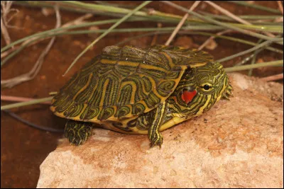 Quelle est cette tortue, considérée invasive en France ?