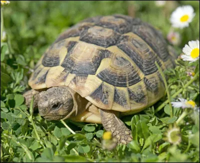 Quel est le nom de la seule tortue terrestre en France ?