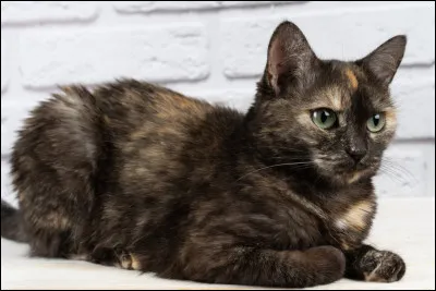 La robe écaille de tortue n'est presque quexclusivement portée par des chattes ?