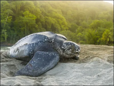 Quel est le nom de cette tortue marine, la plus grande des tortues marines ?