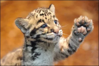 Selon l'Union internationale pour la conservation de la nature, le statut de cet élégant félin est signalé vulnérable.