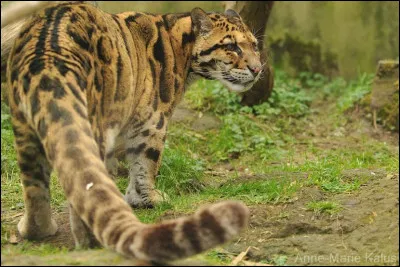 Quel est son habitat ?