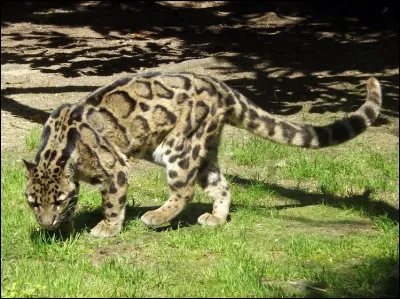 Quelle dimension peut atteindre son épaisse queue ?