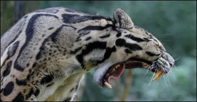 Ses canines font entre 4 et 4,5 centimètres.