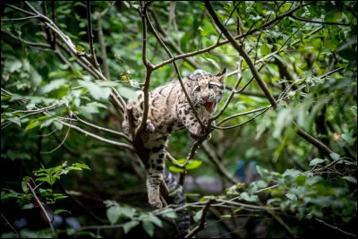 L'animal est social.