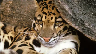 "T'as de beaux yeux, dis !"
"Oui, et je vois magnifiquement bien la nuit ! Voici un plan rapproché pour vous séduire : je sais prendre la pose !"