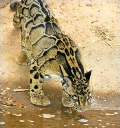 La panthère nébuleuse rugit-elle ?