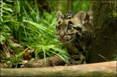 Voici le chaton panthère. 
Au bout de combien de temps de la gestation de la mère est-il venu au monde dans une tanière protectrice ?