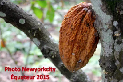 Quel est ce fruit en C du cacaoyer qui contient les fèves de cacao utilisées pour la fabrication du chocolat ?