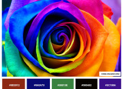 Quiz Quiz de rapidit : les couleurs en anglais