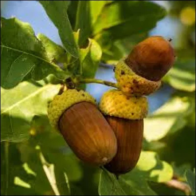 De quel arbre proviennent les glands ?