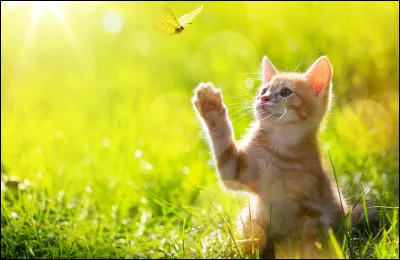 Préfères-tu les friandises ou les décorations ?