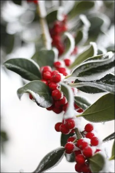 En anglais, comment se dit la plante où s'embrassent les amoureux pour Noël ou le jour de l'an ?