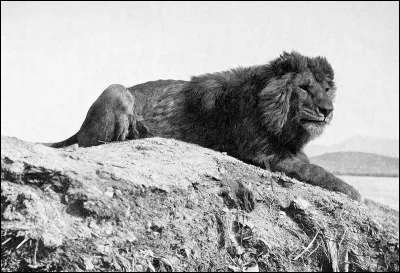 Espèce : Comment s'appellait l'espèce de lion qui a disparu dans les années 1920 ?