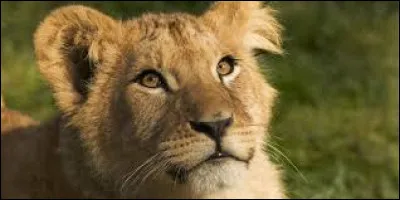 Caractéristique : Sous quel statut est inscrit le lion selon la liste de l'Union internationale pour la conservation de la nature (UICN) ?