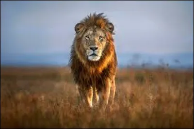 Arts : Laquelle de ces fables de La Fontaine n'existe pas ?