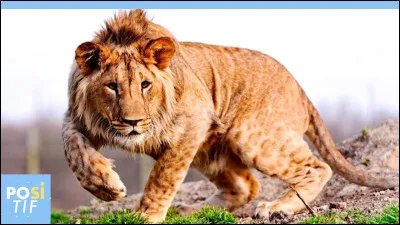 Caractéristique : Quel est le nom de l'animal issu d'un croisement entre un lion et un léopard ?