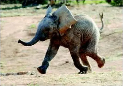 Culture : Compl&eacute;tez l'expression " Avoir une ........ d'&eacute;l&eacute;phant " :